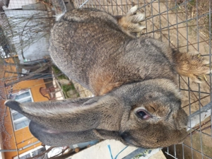 Vand mascul uggri - imagine 3