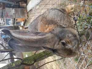 Vand mascul uggri - imagine 5