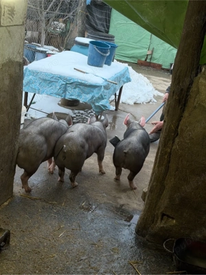 purcei pietrain belgian