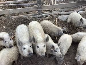 purcelusi mici de mangalita varietate blonda - imagine 3