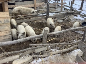 purcelusi mici de mangalita varietate blonda - imagine 2