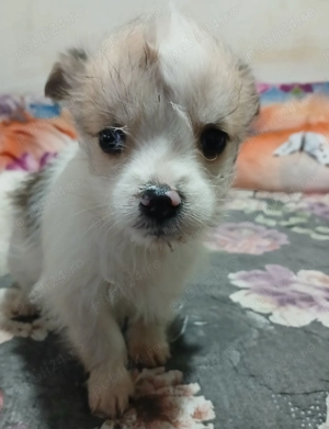 Dau căței prin adopție  - imagine 2