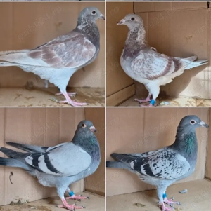 Porumbei voiajori, tineret 2025 și din matca - imagine 3