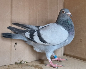 Porumbei voiajori, tineret 2025 și din matca - imagine 2