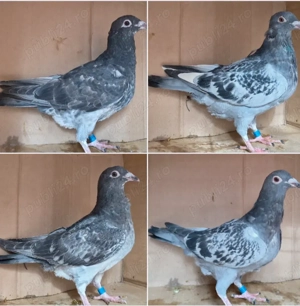 Porumbei voiajori, tineret 2025 și din matca - imagine 4