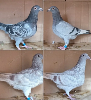 Porumbei voiajori, tineret 2025 și din matca - imagine 5