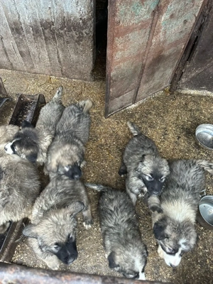 Pui ciobănesc carpatin  - imagine 5