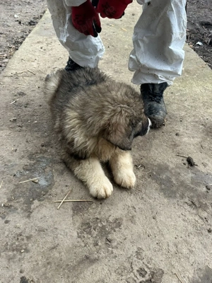 Pui ciobănesc carpatin  - imagine 4