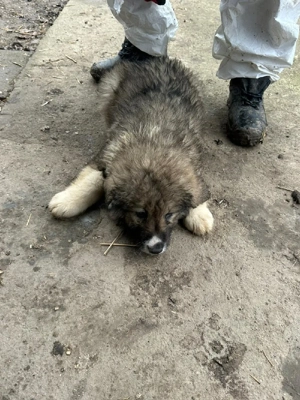 Pui ciobănesc carpatin  - imagine 3