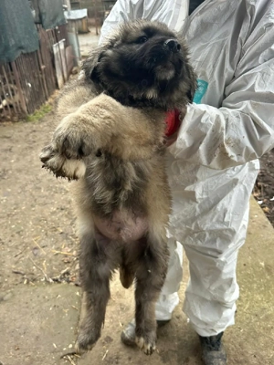 Pui ciobănesc carpatin 