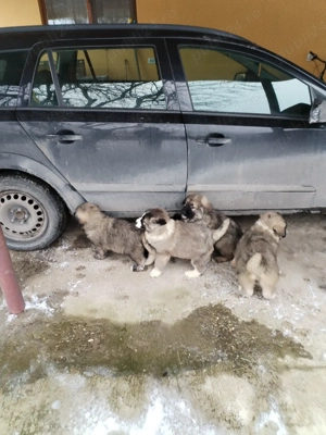 Pui ciobănesc carpatin  - imagine 2