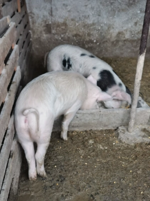 Soldani de vânzare  - imagine 2