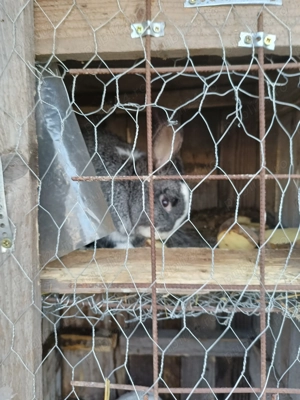 Vind iepurii de casă crescuți bio - imagine 4