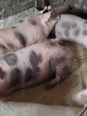 Vind porci - imagine 5