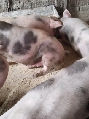 Vind porci - imagine 4