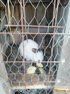 Vind iepurii crescuți bio - imagine 5