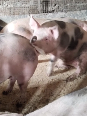 Vind porci - imagine 2