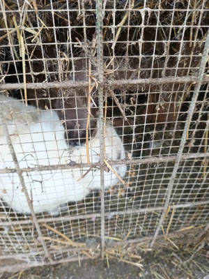 Vind iepurii crescuți bio