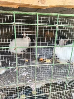 Vind iepurii crescuți bio - imagine 3