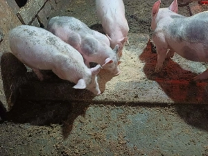 Purcei landras pietran  - imagine 2