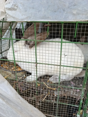 Vind iepurii crescuți bio - imagine 2