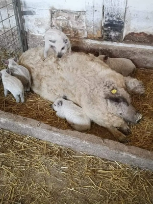 Purcei mangalita diferite marimi 