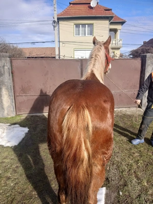 Mânza de vânzare  - imagine 3