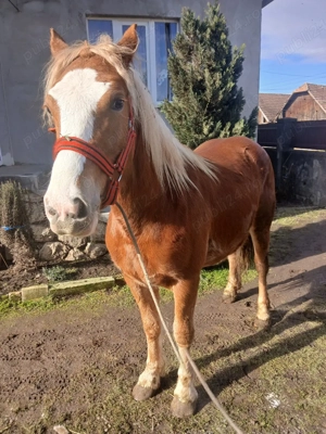 Mânza de vânzare  - imagine 4