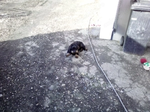 teckel sarmos 8 luni - imagine 2