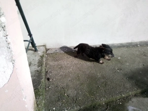 teckel sarmos 8 luni - imagine 4