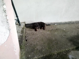 teckel sarmos 8 luni - imagine 3