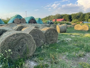 Baloti in Botosani de lucerna infoliati (semifân) și fan (uscata) din agric. ecologică schimb vitei - imagine 3