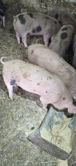 Purcei de vânzare   crescuți bio, fără concentrate. - imagine 3