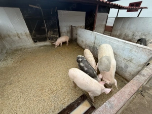 Purcei 40 - 50 kg - imagine 2