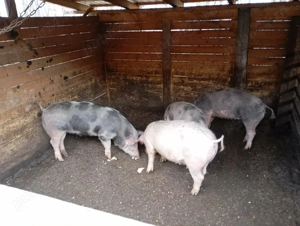 Porci de vanzare  - imagine 2