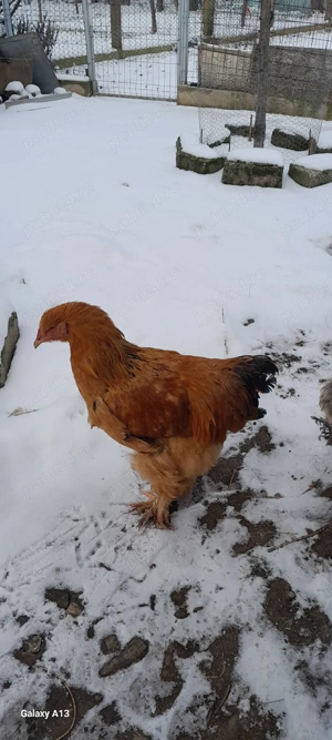 cocoși brahma  - imagine 3