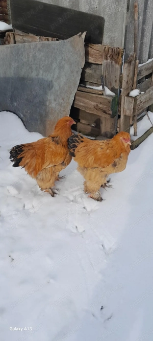 cocoși brahma  - imagine 2