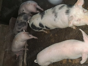 Porci 90-120kg 12lei - imagine 3