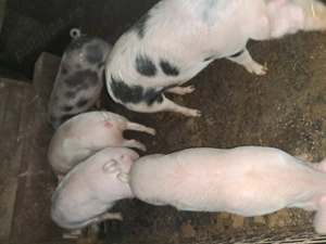 Porci 90-120kg 12lei - imagine 2