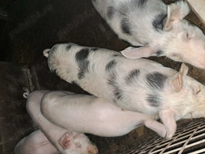 Porci 90-120kg 12lei