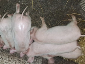 Purcei de 9 saptamani 400 lei buc