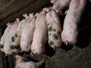 Purcei de 9 saptamani 400 lei buc - imagine 3