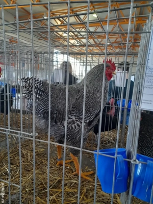 Familie Plymouth Rock Barat, Brahma și rase pitice de expoziție  - imagine 3