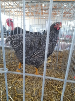 Familie Plymouth Rock Barat, Brahma și rase pitice de expoziție  - imagine 2