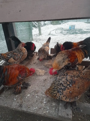 Familie Plymouth Rock Barat, Brahma și rase pitice de expoziție  - imagine 5