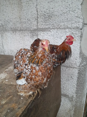 Familie Plymouth Rock Barat, Brahma și rase pitice de expoziție  - imagine 4