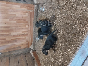 De vânzare pui ciobanesc german  3 caine si 1 femela  - imagine 2