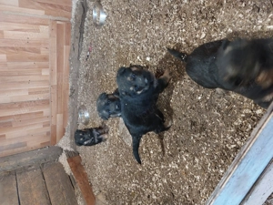 De vânzare pui ciobanesc german  3 caine si 1 femela  - imagine 3