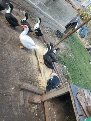 vand cocosi de curte - imagine 4