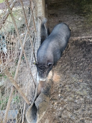 vand cocosi de curte - imagine 3